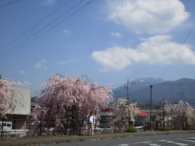 枝垂桜、恵那山