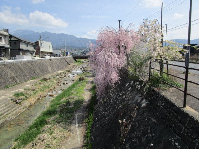 四ツ目川、枝垂桜