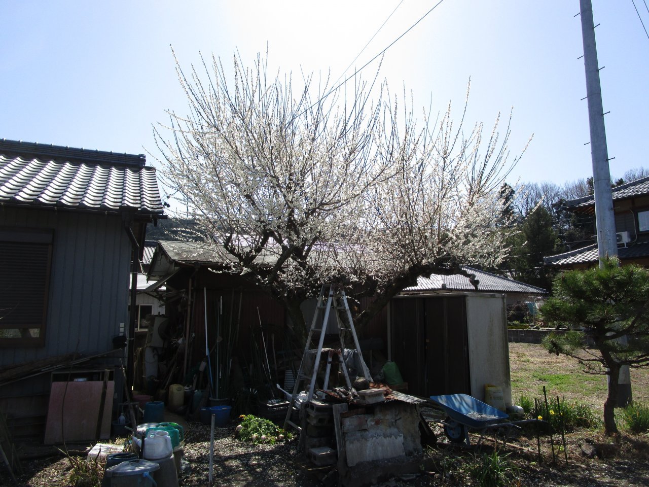 梅の花２